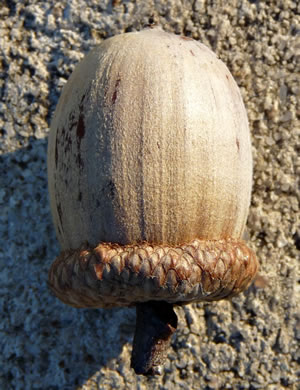 image of Quercus rubra +, Northern Red Oak