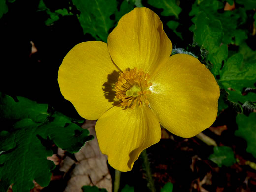 image of Chelidonium diphyllum, Celandine-poppy, Woods-poppy