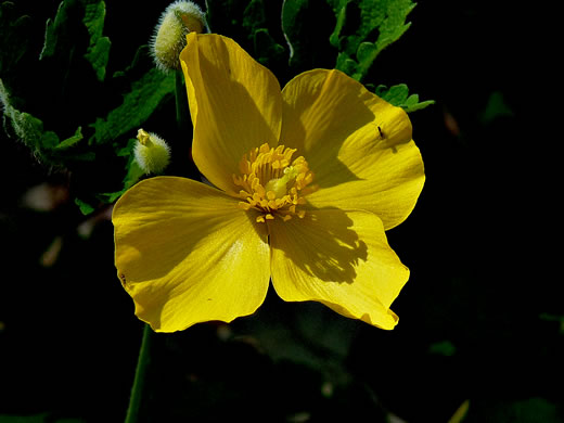 image of Chelidonium diphyllum, Celandine-poppy, Woods-poppy