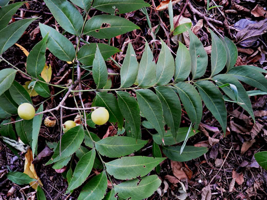 Sapindus drummondii var. drummondii, Western Soapberry