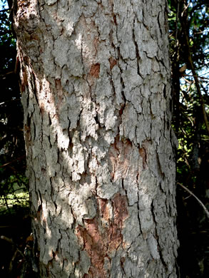 image of Sapindus drummondii var. drummondii, Western Soapberry