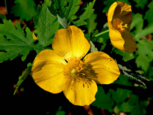 image of Chelidonium diphyllum, Celandine-poppy, Woods-poppy