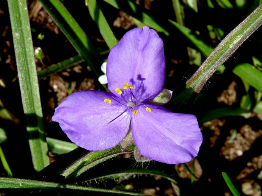 stamen