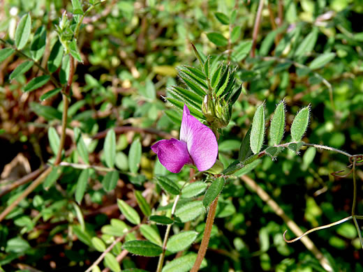 image of Vicia sativa var. angustifolia, Narrowleaf Vetch, Garden Vetch