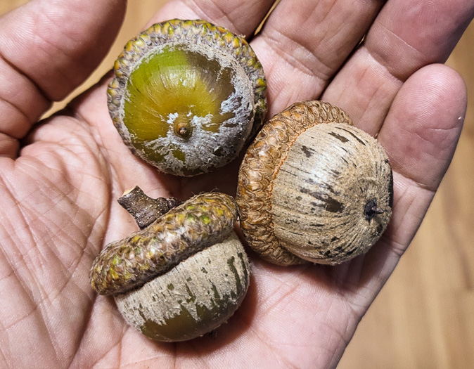 image of Quercus rubra +, Northern Red Oak