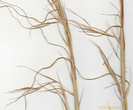 image of Anatherum virginicum var. virginicum, Broomsedge, Broomsedge Bluestem, Old-field Broomstraw, "Sedge Grass"