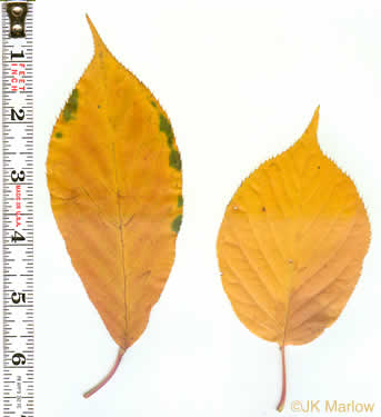 image of Prunus yedoensis, Yoshino Cherry