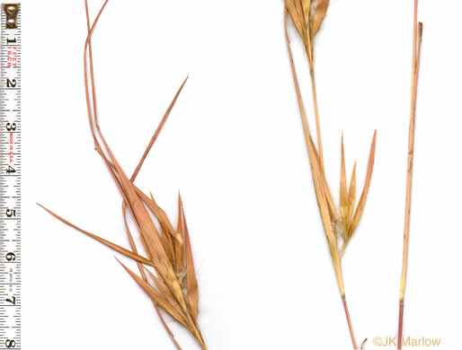 image of Anatherum gyrans, Elliott's Bluestem