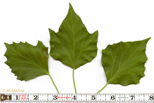 image of Hedera helix, English Ivy, Common Ivy