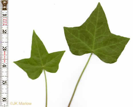 Hedera helix, English Ivy, Common Ivy