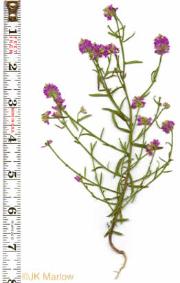 image of Senega curtissii, Curtiss's Milkwort, Appalachian Milkwort