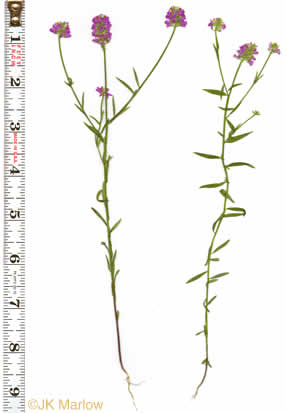 image of Senega curtissii, Curtiss's Milkwort, Appalachian Milkwort