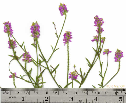 image of Senega curtissii, Curtiss's Milkwort, Appalachian Milkwort