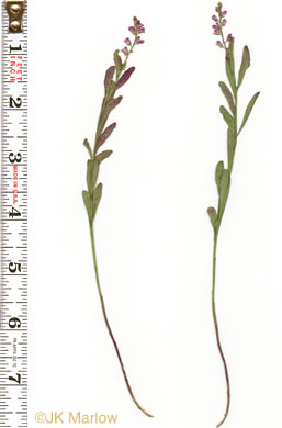 image of Senega polygama, Racemed Milkwort, Bitter Milkwort, Purple Milkwort