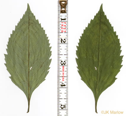 image of Silphidium latifolium, Broadleaf Tickseed, Broadleaf Coreopsis
