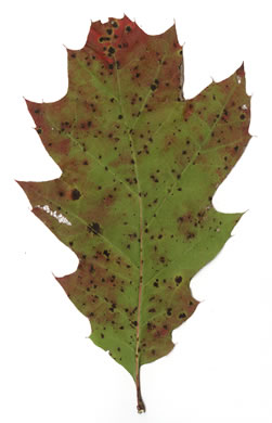 image of Quercus rubra +, Northern Red Oak