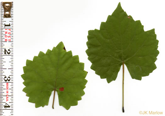 Vitis rotundifolia, Muscadine, Scuppernong