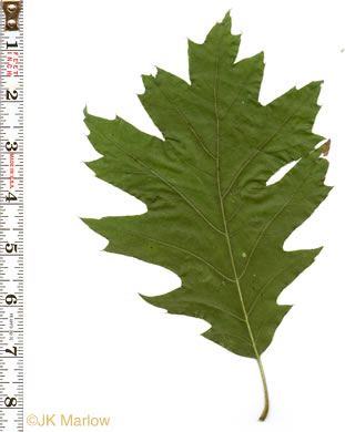 Quercus rubra +, Northern Red Oak