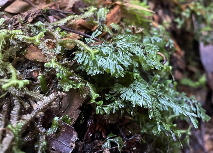 image of Hymenophyllum cordobense, American Tunbridge Filmy-fern, Tunbridge Fern