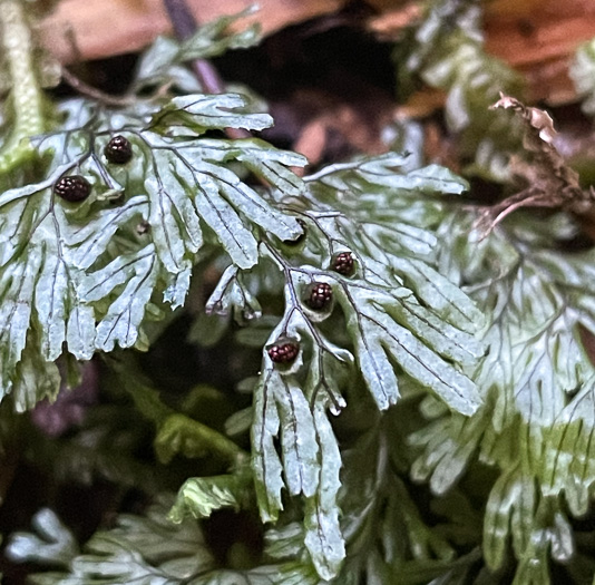 image of Hymenophyllum cordobense, American Tunbridge Filmy-fern, Tunbridge Fern