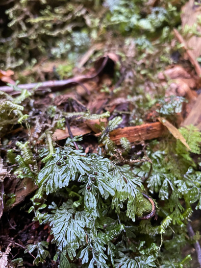 image of Hymenophyllum cordobense, American Tunbridge Filmy-fern, Tunbridge Fern