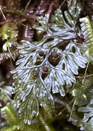image of Hymenophyllum cordobense, American Tunbridge Filmy-fern, Tunbridge Fern