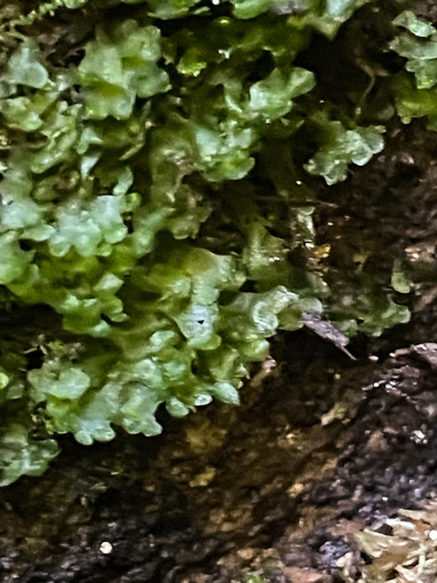 image of Hymenophyllum cordobense, American Tunbridge Filmy-fern, Tunbridge Fern