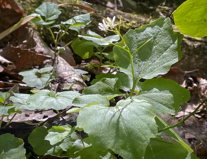 image of Cardamine flagellifera, Large-flowered Blue Ridge Bittercress