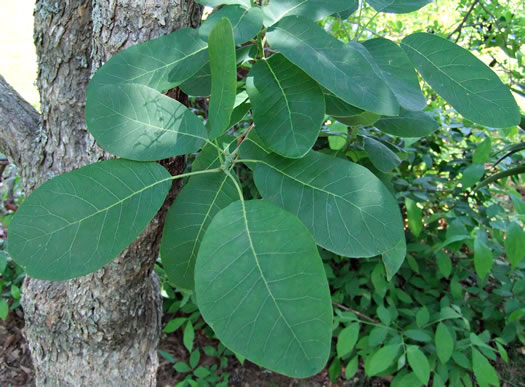 image of Cotinus obovatus, American Smoketree