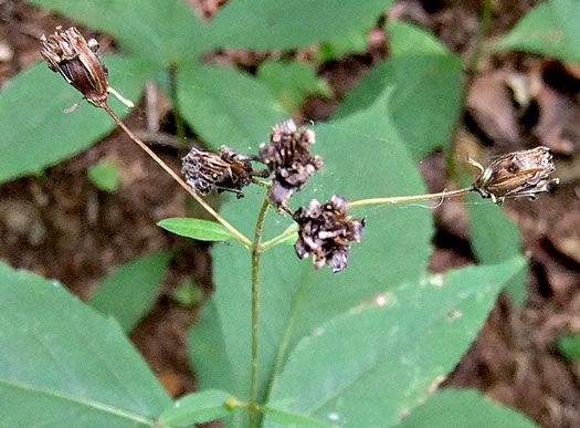 image of Silphidium latifolium, Broadleaf Tickseed, Broadleaf Coreopsis