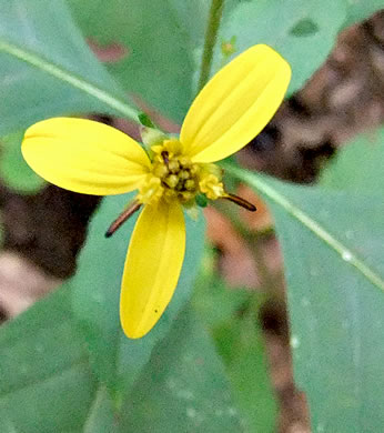 image of Silphidium latifolium, Broadleaf Tickseed, Broadleaf Coreopsis