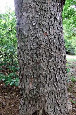 image of Cotinus obovatus, American Smoketree