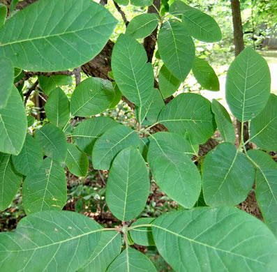 image of Cotinus obovatus, American Smoketree