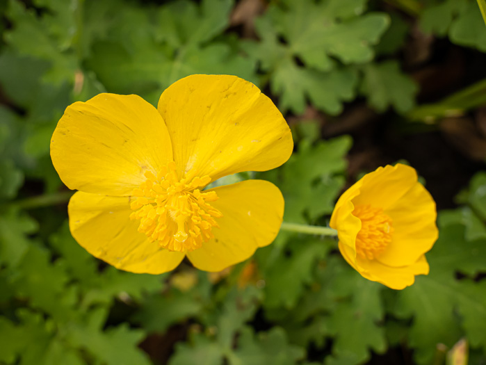 image of Chelidonium diphyllum, Celandine-poppy, Woods-poppy