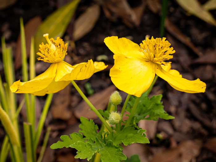 image of Chelidonium diphyllum, Celandine-poppy, Woods-poppy