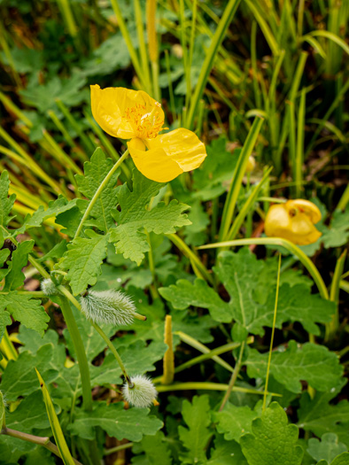 image of Chelidonium diphyllum, Celandine-poppy, Woods-poppy