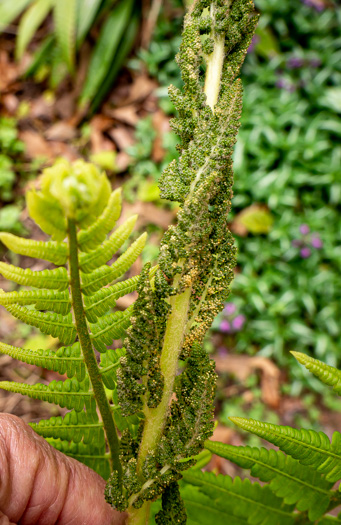 image of Osmundastrum cinnamomeum ssp. cinnamomeum, Cinnamon Fern