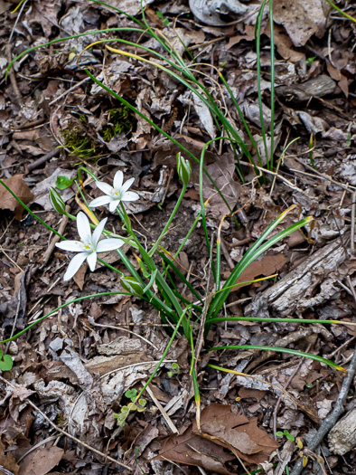 image of Ornithogalum umbellatum ssp. umbellatum, Garden Star-of-Bethlehem, Snowflake, Nap-at-noon