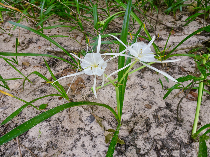 image of Hymenocallis crassifolia, Carolina Spiderlily, Florida Spiderlily