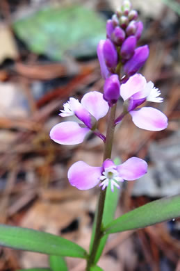 image of Senega polygama, Racemed Milkwort, Bitter Milkwort, Purple Milkwort