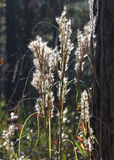 image of Anatherum tenuispatheum, Maritime Bushy Bluestem, Bushy Beardgrass, Maritime Bluestem