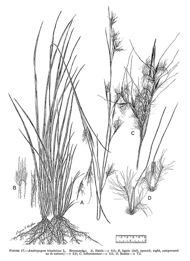 image of Anatherum virginicum var. virginicum, Broomsedge, Broomsedge Bluestem, Old-field Broomstraw, "Sedge Grass"