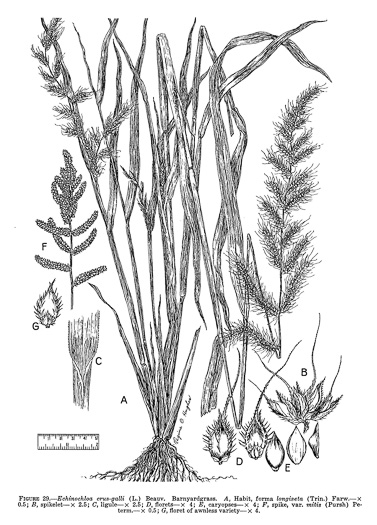 image of Echinochloa crus-galli ssp. crus-galli, Barnyard-grass