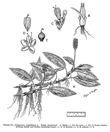 image of Persicaria amphibia var. stipulacea, Water Smartweed, Scarlet Smartweed