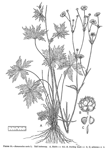 image of Ranunculus acris var. acris, Tall Buttercup, Bitter Buttercup