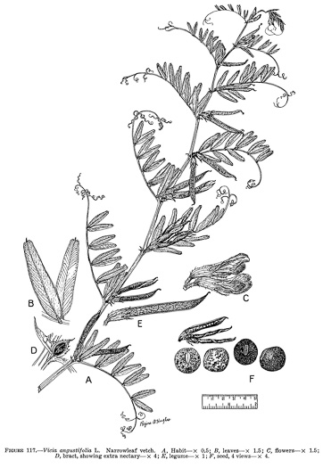 image of Vicia sativa var. angustifolia, Narrowleaf Vetch, Garden Vetch