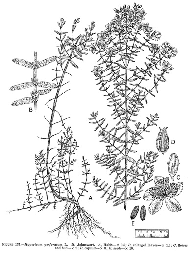 image of Hypericum perforatum ssp. perforatum, European St. Johnswort, Klamath-weed