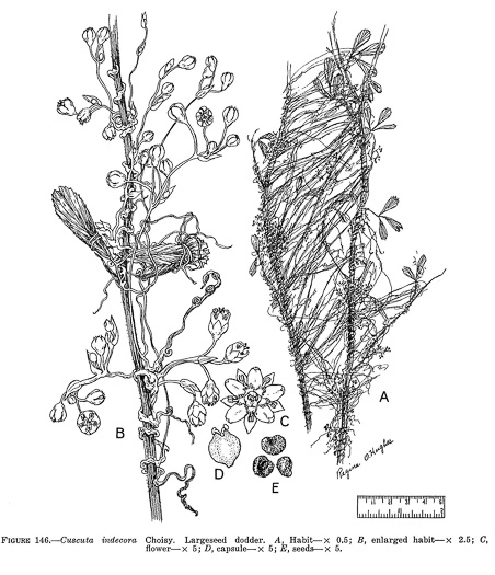 image of Cuscuta indecora var. indecora, Bigseed Alfalfa Dodder, Pretty Dodder