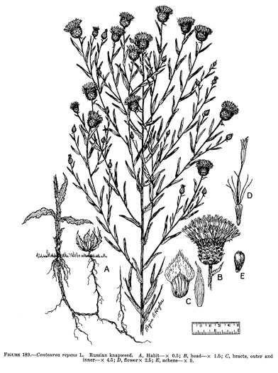 drawing of Leuzea repens, Russian Knapweed
