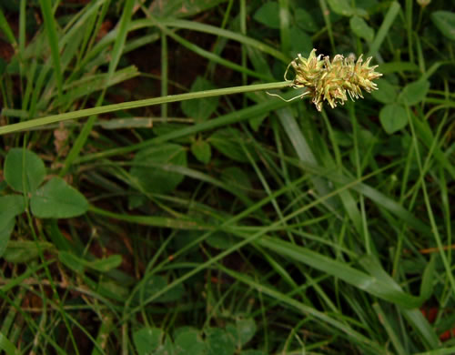 image of Carex cephalophora, Oval-leaf Sedge